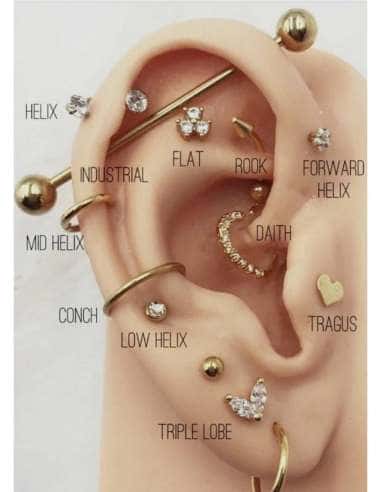 Servicio de Puesta Piercing en la Oreja con Ajuga – Estudio The White Dog